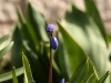 Scilla