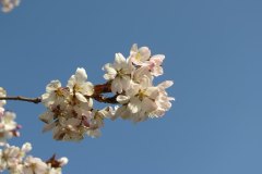 c_c2014_0419ak
