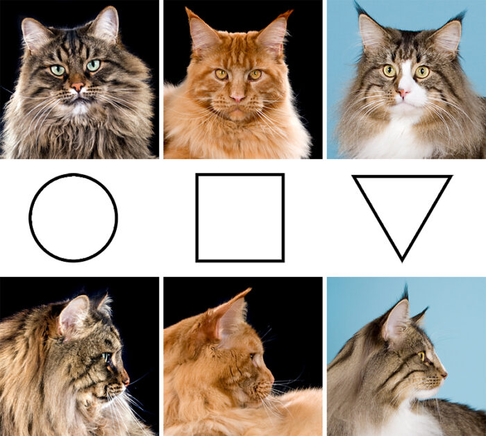 Skillnader mellan raserna