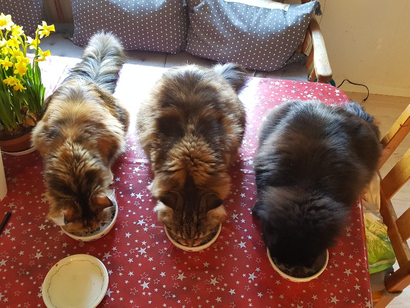 11-tiden ger tre katter en andra frukost